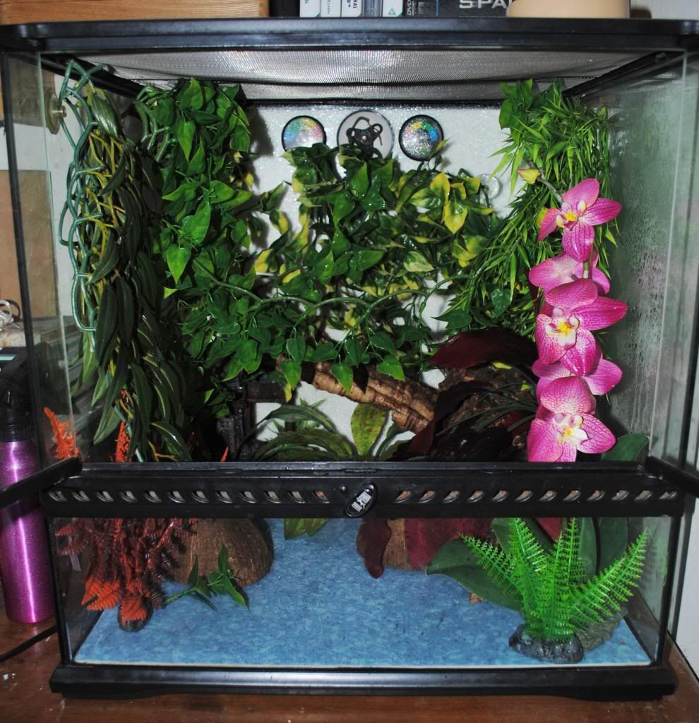 Female Gargoyle Gecko For Sale Sheffield Sheffield Pet Owners